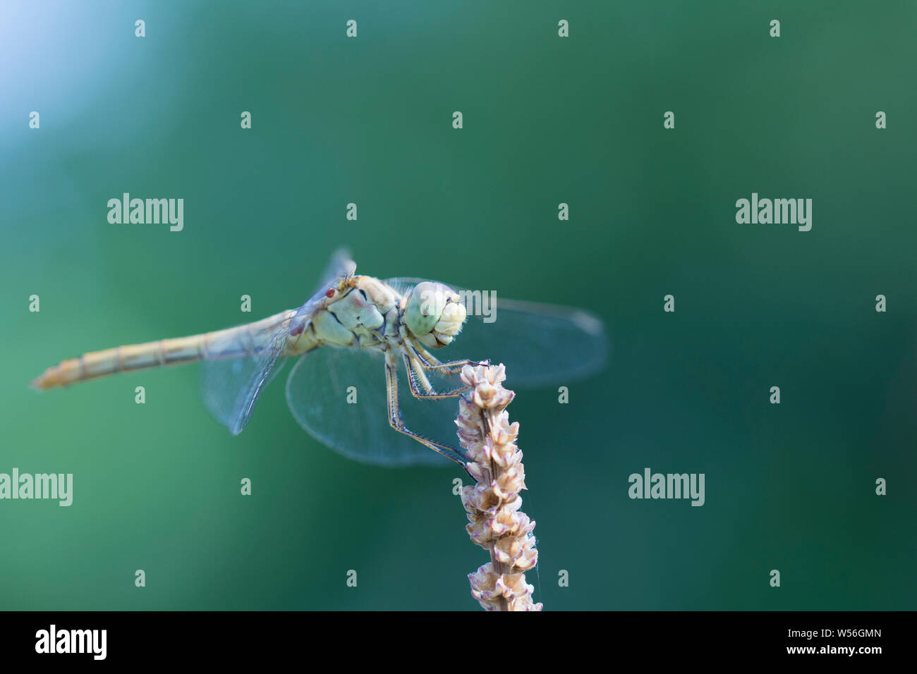 Dragonfly nella natura. Bellissima natura vintage in scena con la libellula outdoor Foto Stock