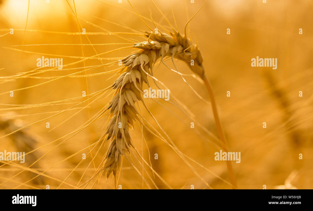 Grano maturo vicino sul campo di fattoria .spighe di grano dorato vicino. La bellissima natura paesaggio al tramonto. Sfondo di orecchie di maturazione di prato fie di frumento Foto Stock