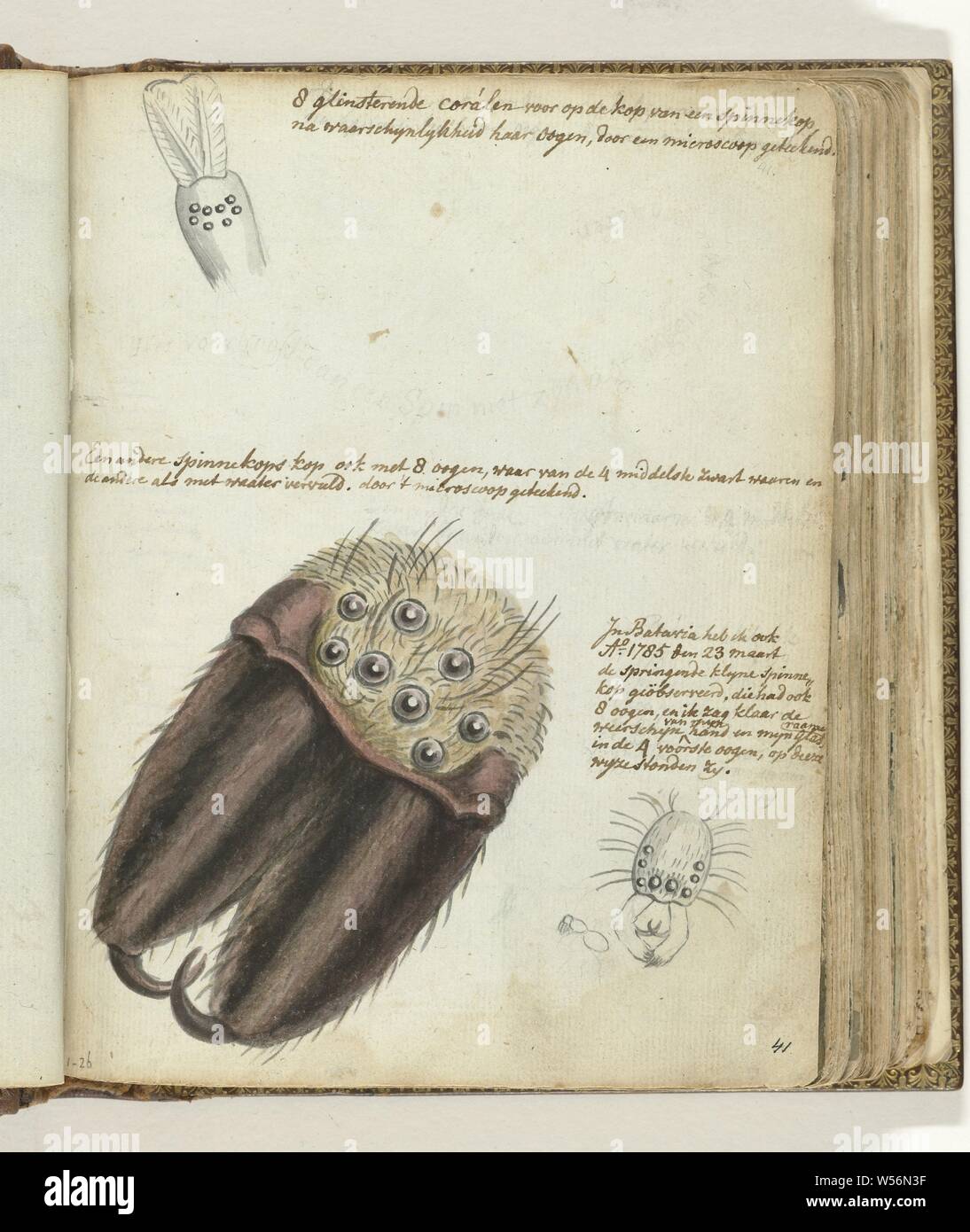 Teste di ragno, a colori e in bianco e nero il disegno del ragno capi disegnati da un microscopio. Con l'iscrizione. Si parte dalla sketchbook da Jan Brandes, dl. 1 (1808), p. 41, Indonesia, Batavia, Jan Brandes, Giacarta, 23-Mar-1785, carta, penna, pennello, h 195 mm × W 155 mm Foto Stock
