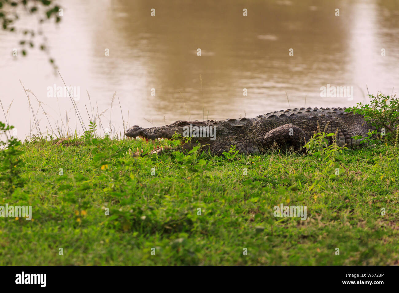 In coccodrillo Yala National Park, Sri Lanka Foto Stock