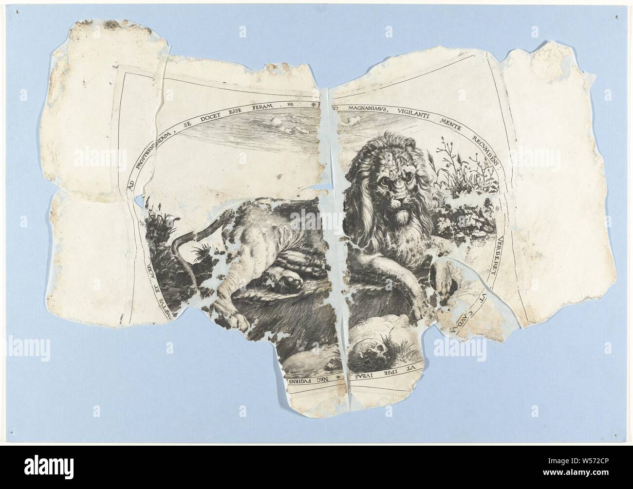 Lion, ovale rappresentazione di un leone che giace da un cranio. Un confine latina scritte intorno alla mostra. Ricostruita da quattro frammenti, belve, animali predatori: lion, Jacob de Gheyn (II), il nord dei Paesi Bassi, 1580 - 1596, carta, incisione h 395 mm × W 556 mm Foto Stock