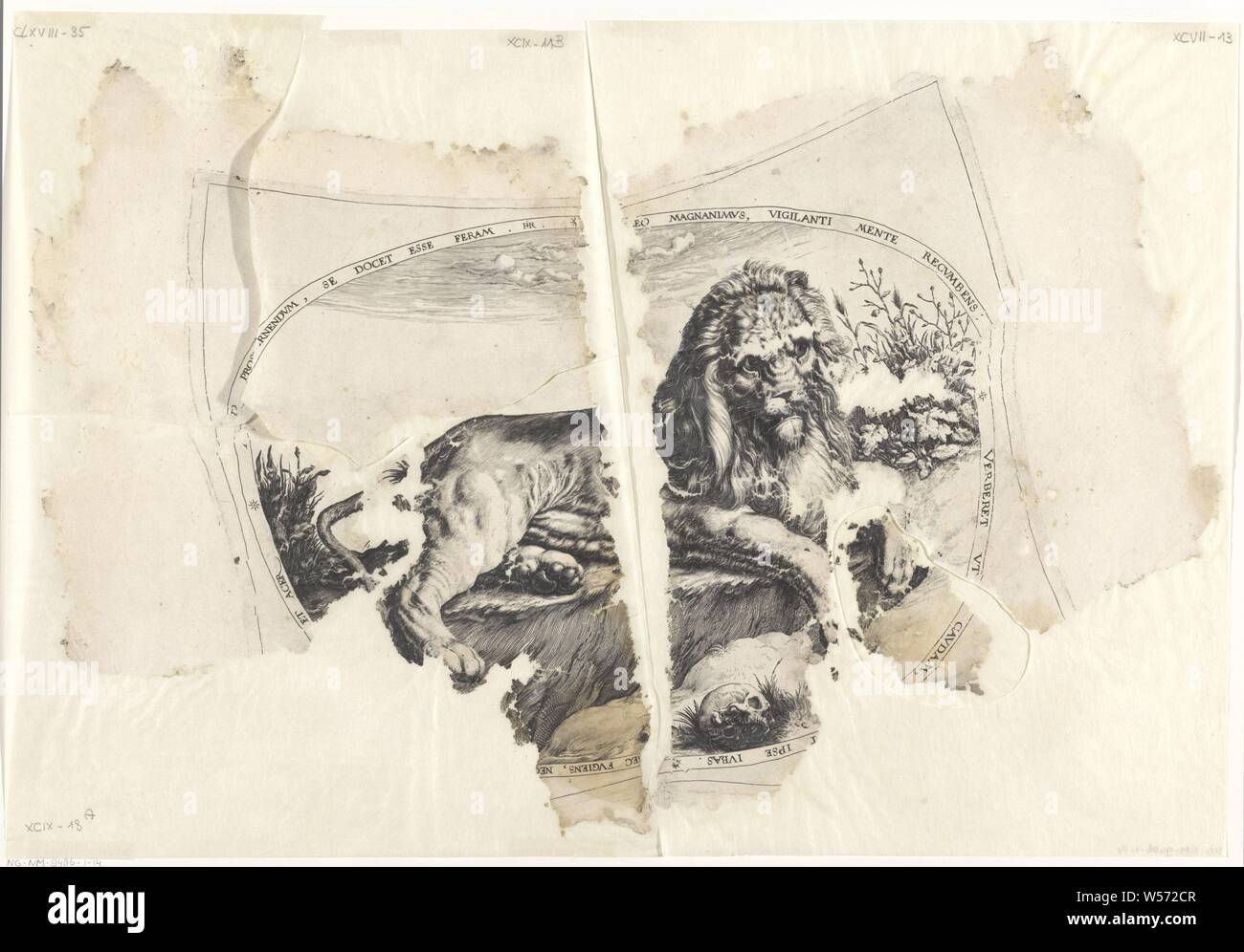 Lion, ovale rappresentazione di un leone che giace da un cranio. Un confine latina scritte intorno alla mostra. Ricostruita da cinque frammenti, belve, animali predatori: lion, Jacob de Gheyn (II), il nord dei Paesi Bassi, 1580 - c. 1596, carta, incisione h 384 mm × W 572 mm Foto Stock