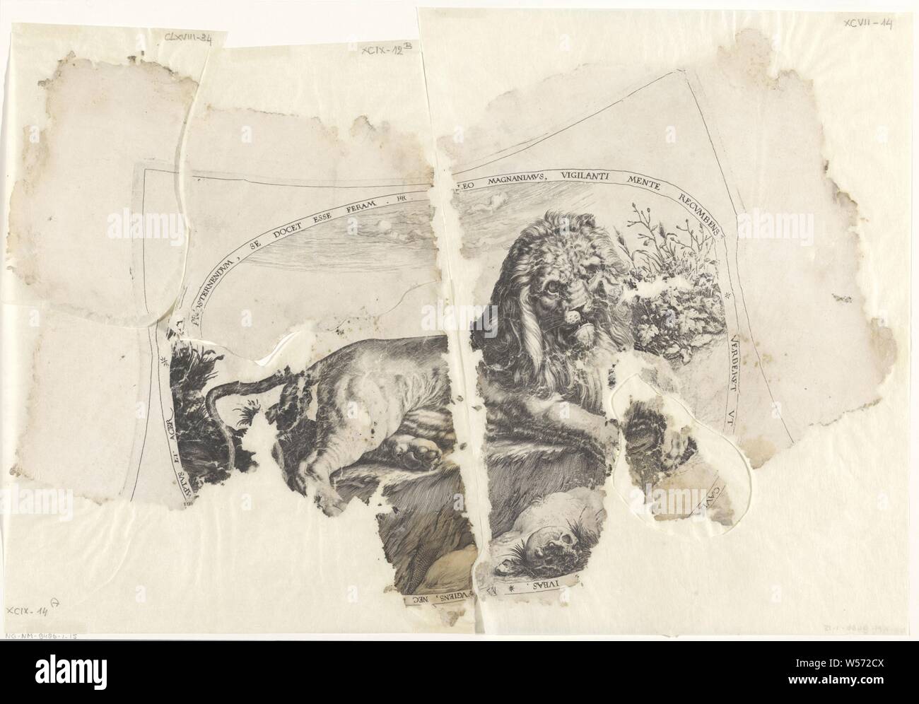 Lion, ovale rappresentazione di un leone che giace da un cranio. Un confine latina scritte intorno alla mostra. Ricostruita da cinque frammenti, belve, animali predatori: lion, Jacob de Gheyn (II), il nord dei Paesi Bassi, 1580 - c. 1596, carta, incisione h 389 mm × W 376 mm Foto Stock