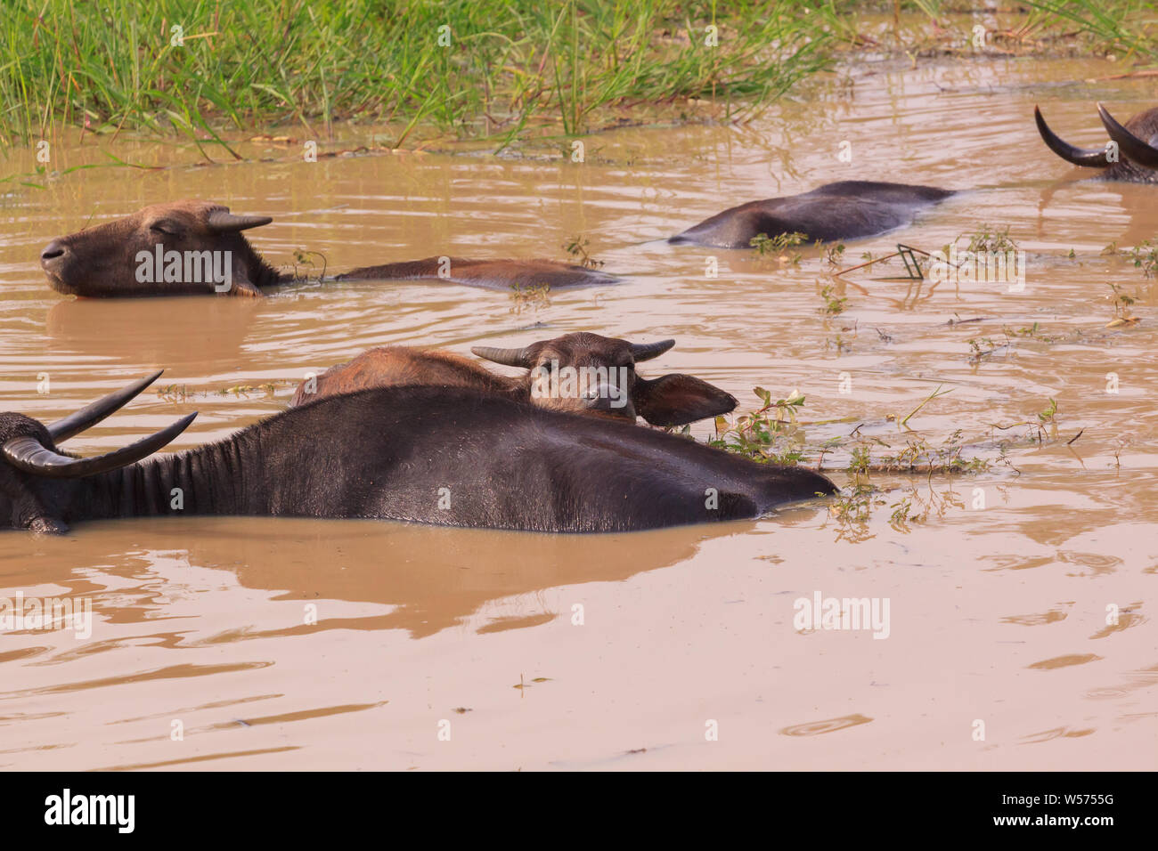 Bufalo d'acqua nel parco nazionale Yala, Sri Lanka Foto Stock