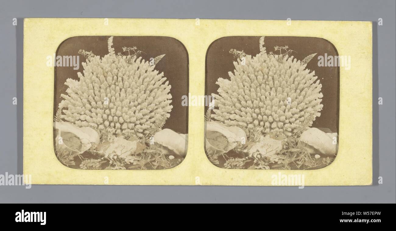 Ancora in vita con piante acquatiche [il nostro], anonimo, 1860 - 1880 Foto Stock