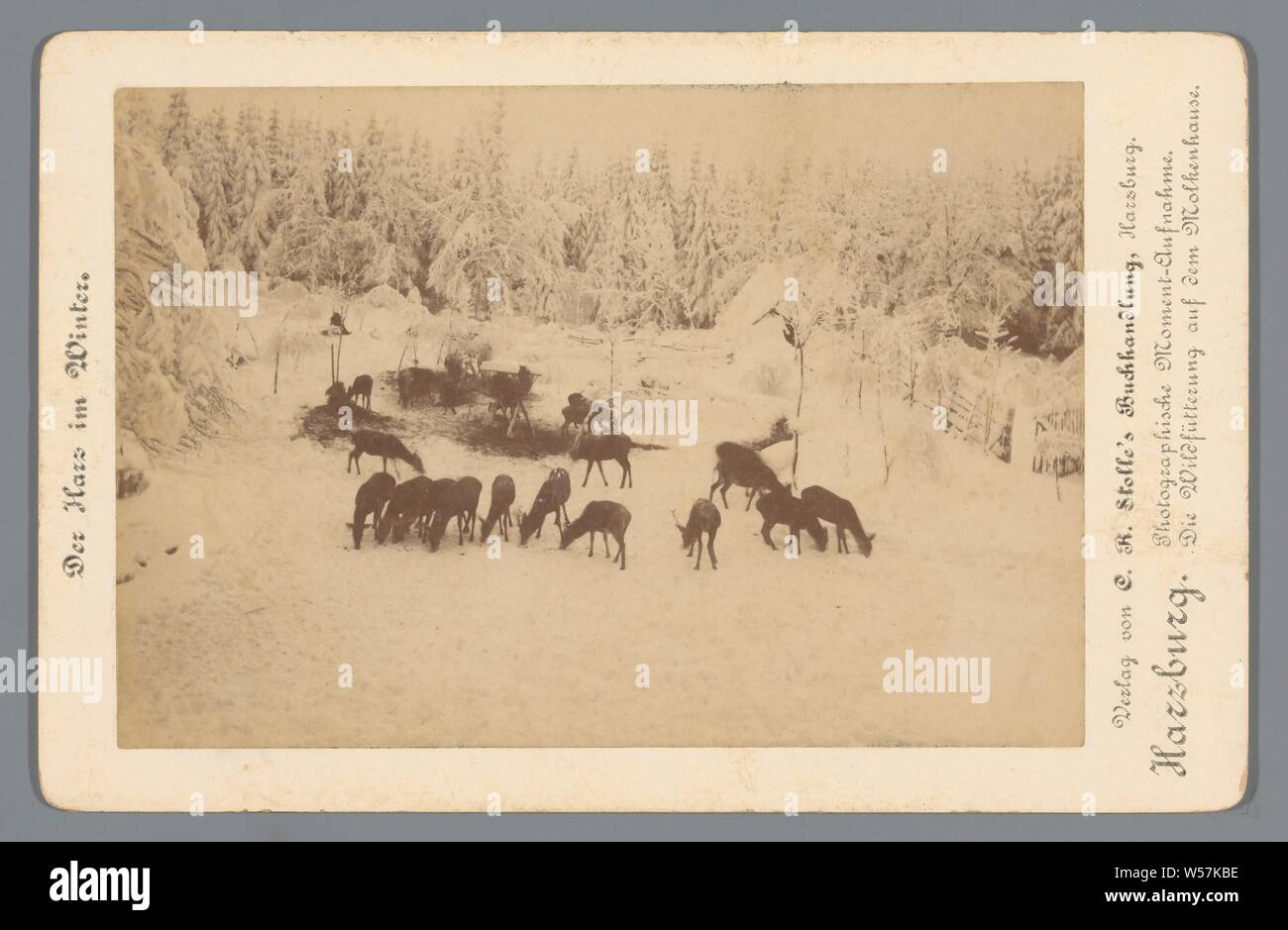 Wilde cervi sono alimentati in inverno Harzburg. Moment-Aufnahme fotografico. Die Wildfütterung auf dem Molkenhause (titolo in oggetto) Harz in inverno (titolo serie su object), Animali principale: cervo, nutrire gli animali selvatici in inverno, Harz, A. Wille (menzionato in oggetto), 1850 - 1900, cartone, carta fotografica, albume stampa, h 107 mm × W 166 mm Foto Stock