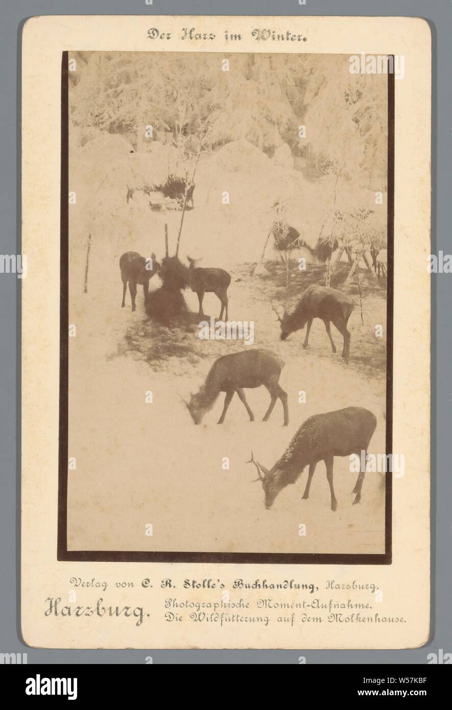 Cervi selvatici sono alimentati nel Harzburg inverno. Moment-Aufnahme fotografico. Die Wildfutterung sul Molkenhause (titolo su object) Der Harz in inverno (serie in oggetto), il ponte nella città sul fiume, canal, ecc, nutrire gli animali selvatici in inverno, Harwich, A. Wille (menzionato in oggetto), Harzburg, 1850 - 1900, cartone, carta fotografica, albume stampa, h 166 mm × W 107 mm Foto Stock