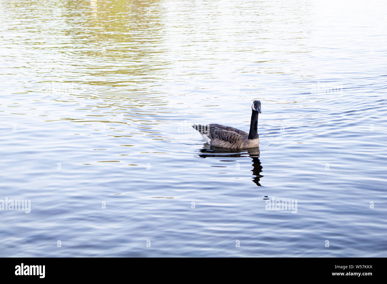 Un Canada Goose nuota da in che ondeggia, acqua riflettente Foto Stock