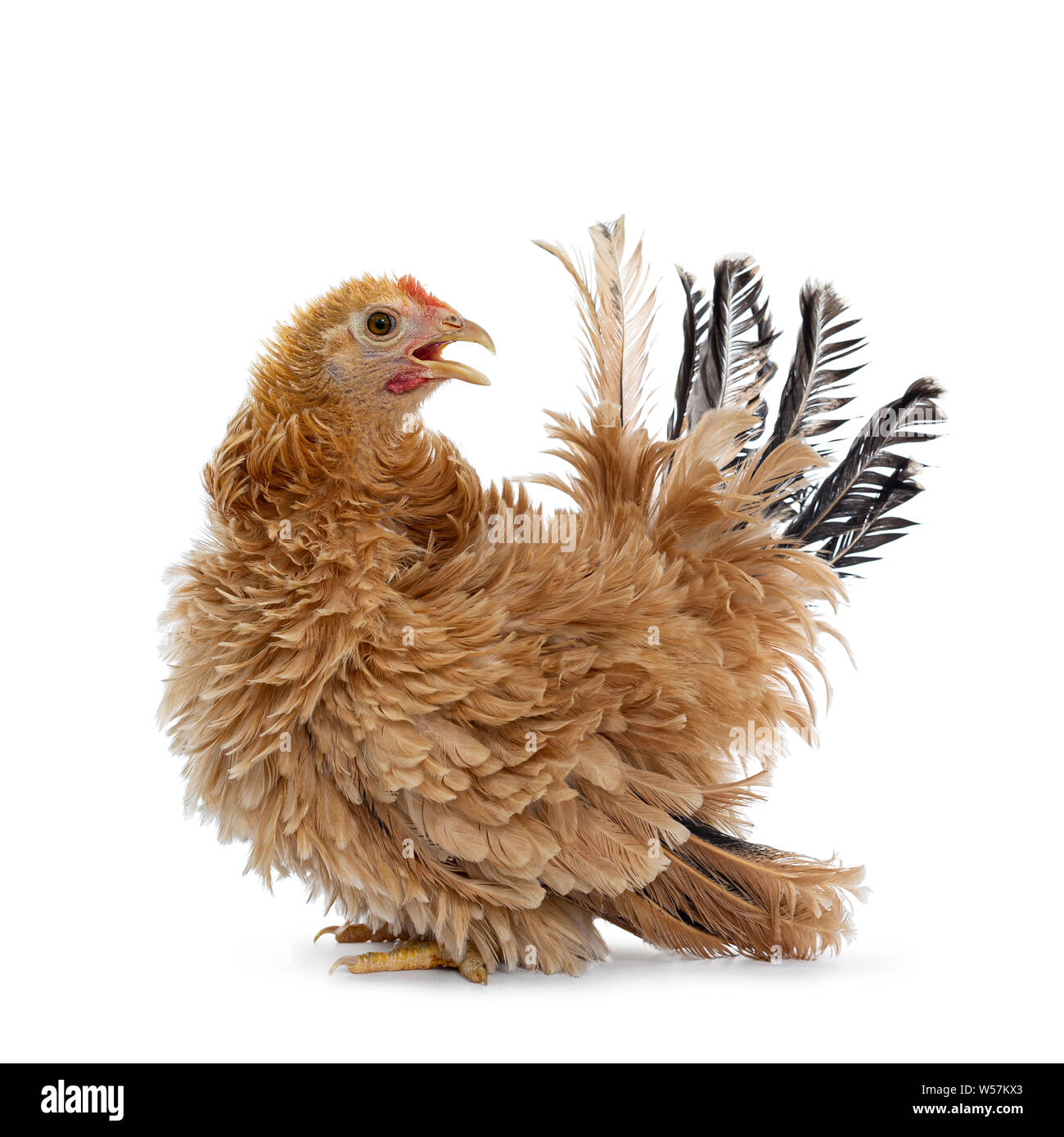 Piuttosto giovane Bantam giapponese / Chabo pollo, lato permanente di modi. Guardando sopra la spalla all'indietro. Isolato su sfondo bianco. Becco aperto. Foto Stock