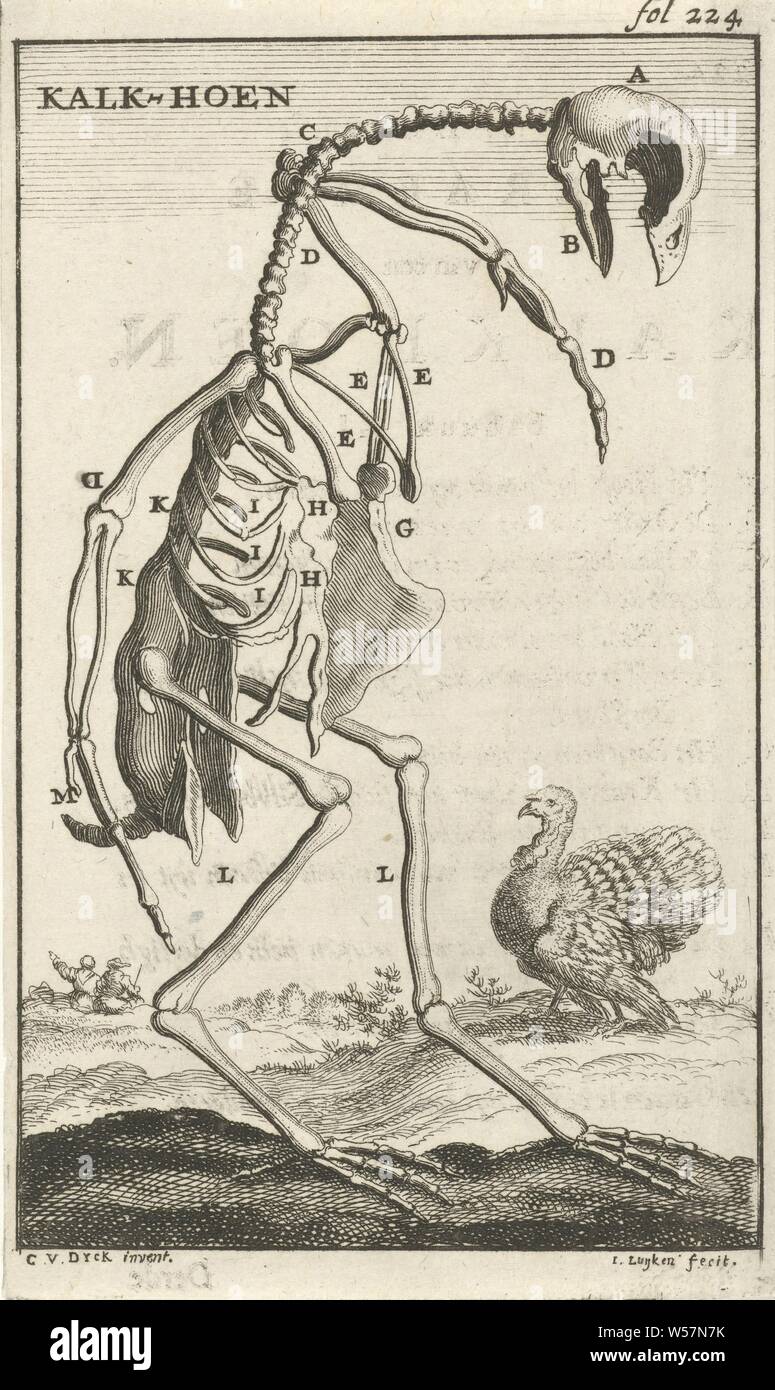 Telaio di una Turchia calce-grouse (titolo in oggetto), Stampa in alto a destra la dicitura: fol: 224, scuotipaglia e uccelli runner: Turchia, animali (scheletro o un animale), Jan Luyken (menzionato in oggetto), Amsterdam, 1680, carta, attacco, h 140 mm × W 83 mm Foto Stock