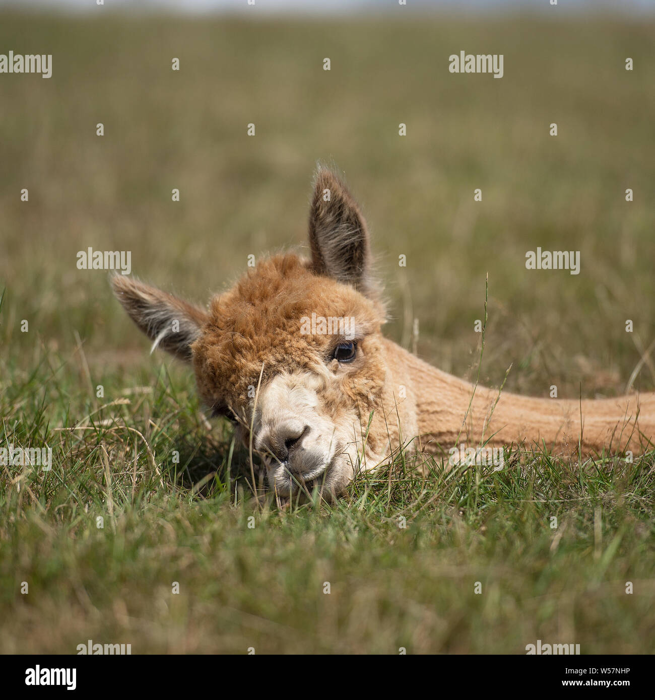 Alpaca a riposo Foto Stock