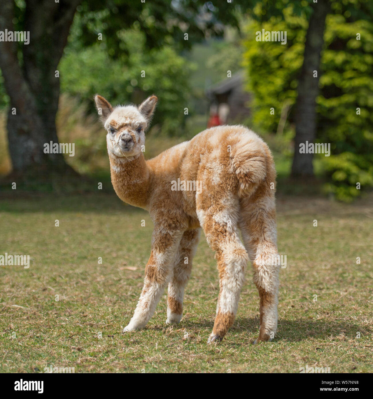 alpaca baby Foto Stock