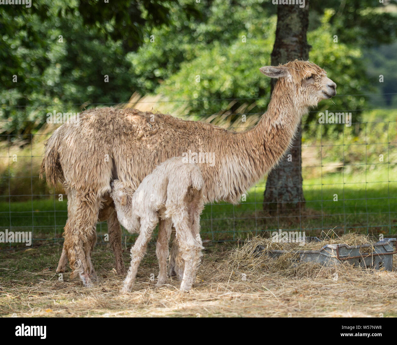 Suri alpaca e il suo cria Foto Stock