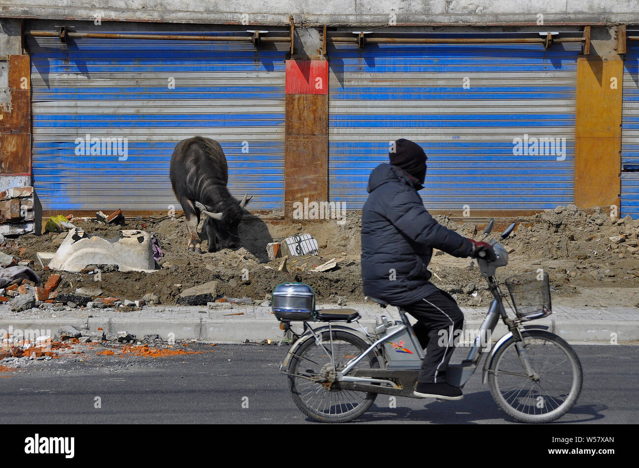 Un bufalo indiano di acqua adatta per cambiare ad una città di habitat in Nantong Cina Foto Stock