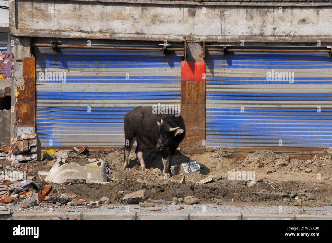 Un bufalo indiano di acqua adatta per cambiare ad una città di habitat in Nantong Cina Foto Stock