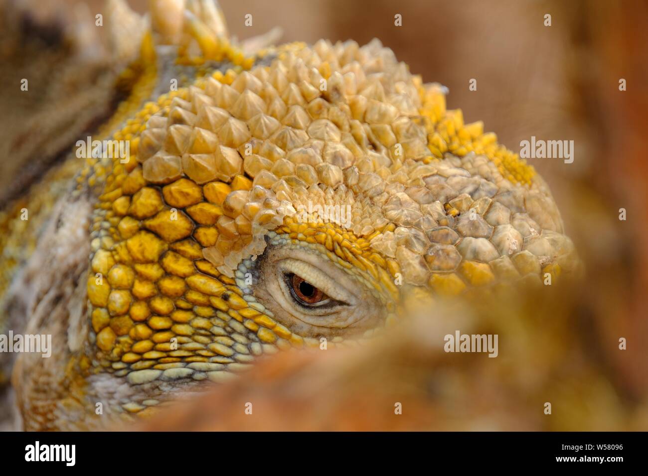 Primo piano di una testa di iguana gialla con sfondo sfocato Foto Stock