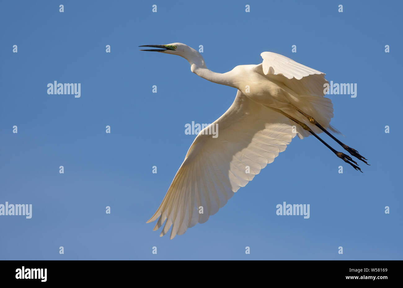 Coppia grande airone bianco chiamate e grida in volo con ala spalmabili e gambe stirata Foto Stock