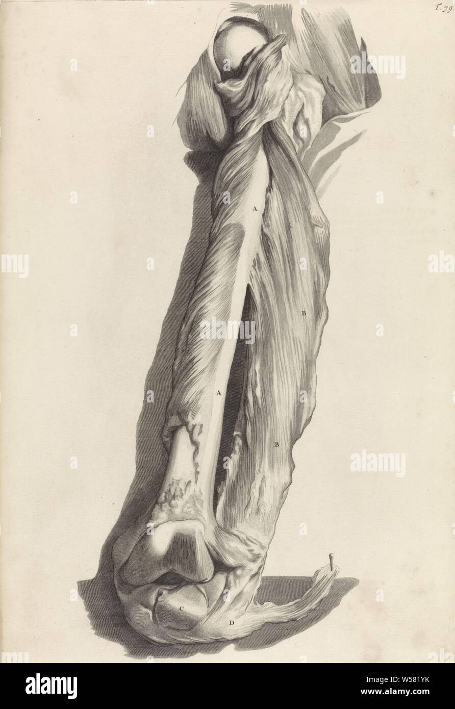 Studio anatomico del femore, studio anatomico del femore. Numerate in alto a destra T. 79, la parte superiore della gamba, muscoli, femore, osso o la parte superiore della gamba, Pieter van Gunst, Amsterdam, 1685, carta, incisione w 338 mm × h 490 mm Foto Stock