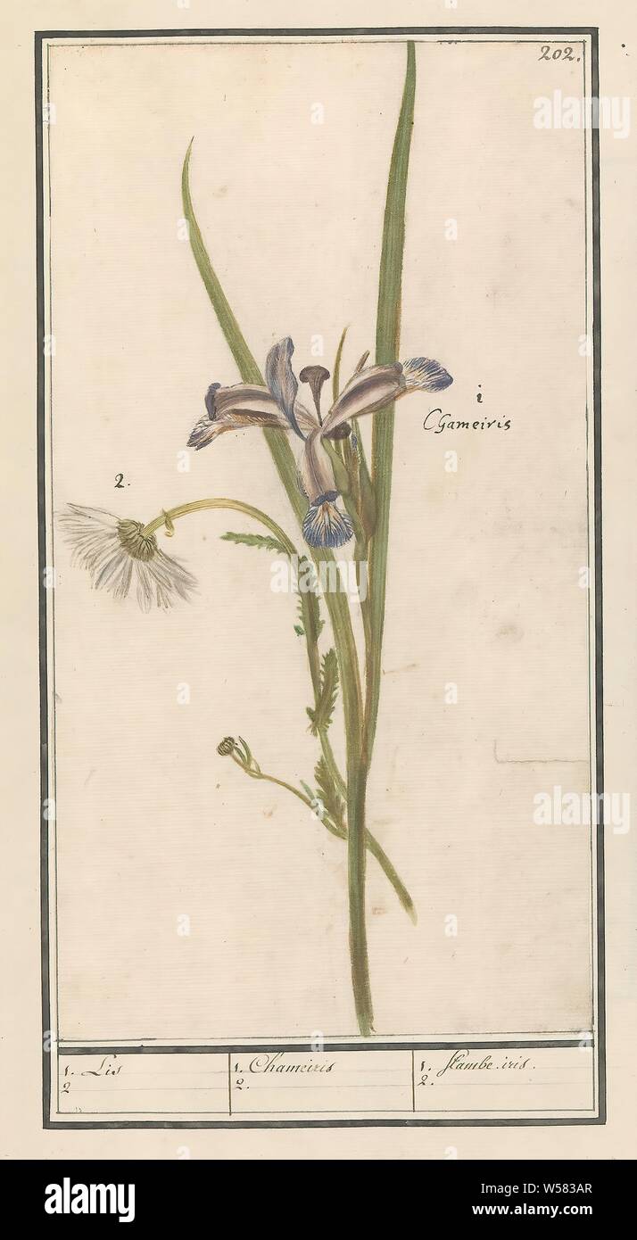 Blu (Iris Iris sibirica) 1. Iris 2/1. iris. 2. (Titolo in oggetto), BLU IRIS, con un altro appesi (sconosciuto) fiore. Numerate in alto a destra: 202. A destra del nome latino. Parte del terzo album con disegni di fiori e piante. Decimo di dodici album con disegni di animali, uccelli e piante conosciute intorno al 1600, commissionato dall'imperatore Rudolf II. Con spiegazioni in olandese, latino e Francese., fiori (con il nome), Anselmus Boetius De Boodt, 1596 - 1610, carta Acquerello (vernice), deck paint, gesso, inchiostro e penna, h 295 mm × W 160 mm Foto Stock