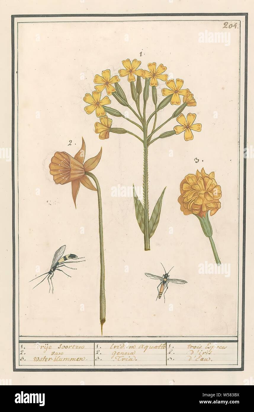 Daffodil (Narcissus), Golden primrose (Primula veris) e Tagetes 1.2.3. Libera specie di acqua a base di blumi / 1.2.3. iridum generi acquatici Tria. / 1.2.3. trois Espèces d'iris d'Eau (titolo in oggetto), tre fiori gialli: daffodil, golden primrose e una calendula. Qui anche due insetti alati. Numerate in alto a destra: 204. Parte del terzo album con disegni di fiori e piante. Decimo di dodici album con disegni di animali, uccelli e piante conosciute intorno al 1600, commissionato dall'imperatore Rudolf II. Con spiegazione in olandese, latino e Francese., fiori: narcisi, fiori (con il nome), insetti Foto Stock