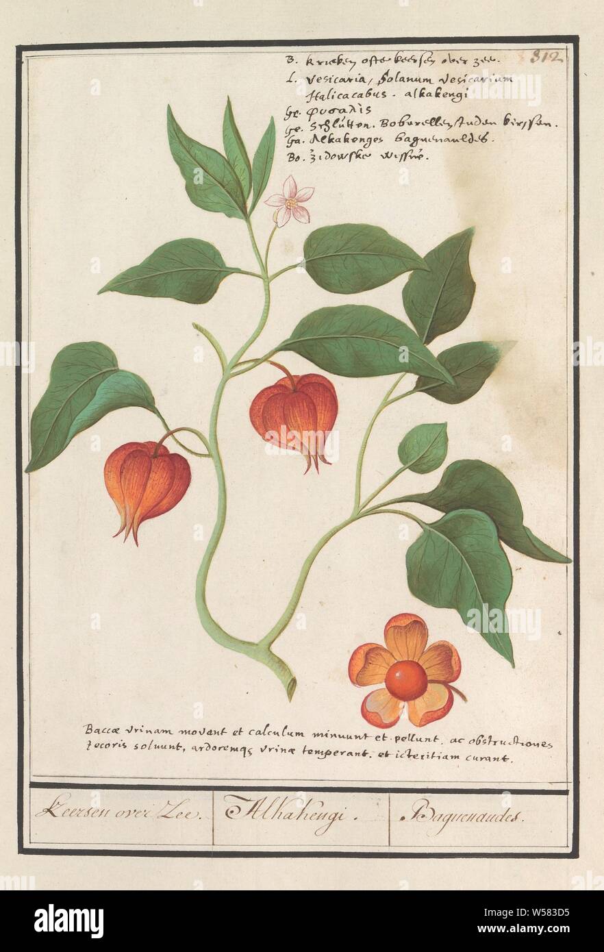 Oro berry (Physalis peruviana), Keersen over Zee. / Alkakengi. / Baguenaudes (titolo in oggetto), Goudbes, o Cape gooseberry. Numerate in alto a destra: 312. In alto a destra il nome in sei lingue, in corrispondenza del fondo di un due-line iscrizione in latino. Parte del quarto album con disegni di fiori e funghi. Undicesimo di dodici album con disegni di animali, uccelli e piante conosciute intorno al 1600, commissionato dall'imperatore Rudolf II. Con spiegazione in olandese, il latino e il francese, Anselmus Boetius De Boodt, 1596 - 1610, carta Acquerello (vernice), deck paint, gesso, inchiostro e penna, h 257 mm × W 188 mm Foto Stock