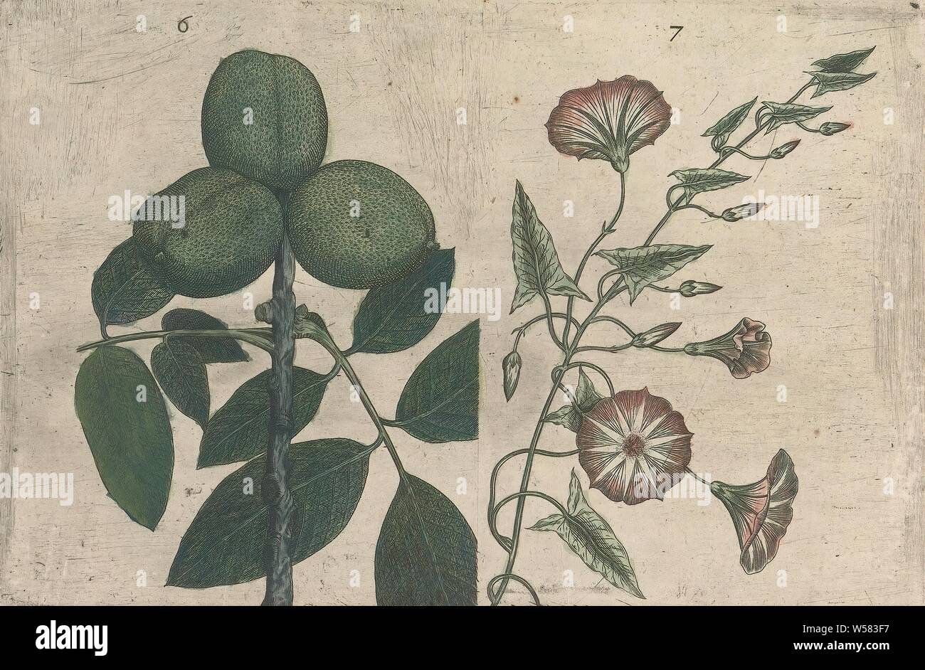 Noce (Juglans regia) ed il campo di vento (Convolvulus arvense), noce e il campo di vento. Figg. 6 e 7 su un foglio numerate a mano 4. In: Anselmi Boetii de Boot I.C. Brugensis, anonimo, 1604 - 1632 e/o 1640, la carta, inchiostro, acquerello (vernice), incisione h 135 mm × W 205 mm h 160 mm × W 230 mm Foto Stock