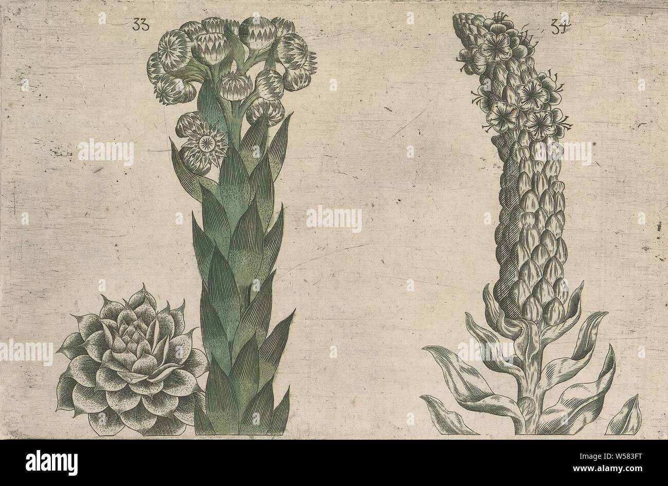 Thunder foglia (Sempervivum Copernicia) e royal candela (Molène thapsus), Thunder foglia e royal candela. Figg. 33 e 34 su un foglio numerate a mano 18. In: Anselmi Boetii de Boot I.C. Brugensis, anonimo, 1604 - 1632 e/o 1640, la carta, inchiostro, acquerello (vernice), incisione h 135 mm × W 205 mm h 160 mm × W 230 mm Foto Stock