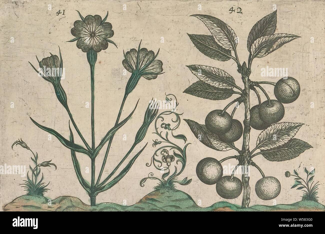 Bolderik (Agrostemma githago) e ciliege acide (Prunus cerasus), Bolderik e ciliege acide. Con alcune piante ornamentali e viticci. Figg. 41 e 42 su un foglio numerate a mano 22. In: Anselmi Boetii de Boot I.C. Brugensis & Rodolphi II. Imp. Romanzo. medici una cubiculis Florum, Herbarum, ac fructuum selectiorum icones, & eccesso pleraeque hactenus ignotae. Parte dell'album con fogli e lastre da De Boodts erbario dal 1640. Il dodicesimo di dodici album con acquerelli di animali, uccelli e piante conosciute intorno al 1600, fu commissionato dall'imperatore Rodolfo II, anonimo, 1604 - 1632 e/o 1640, la carta Foto Stock