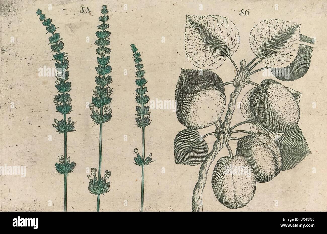 Lavanda (Lavandula angustifolia) e albicocca (Prunus armeniaca), lavanda e albicocca. Figg. 55 e 56 su un foglio numerate a mano 28. In: Anselmi Boetii de Boot I.C. Brugensis & Rodolphi II. Imp. Romanzo. medici una cubiculis Florum, Herbarum, ac fructuum selectiorum icones, & eccesso pleraeque hactenus ignotae. Parte dell'album con fogli e lastre da De Boodt's erbario dal 1640. Il dodicesimo di dodici album con acquerelli di animali, uccelli e piante conosciute intorno al 1600, fu commissionato dall'imperatore Rodolfo II, frutta (albicocca), anonimo, 1604 - 1632 e/o 1640, la carta, inchiostro, acquerello (vernice Foto Stock
