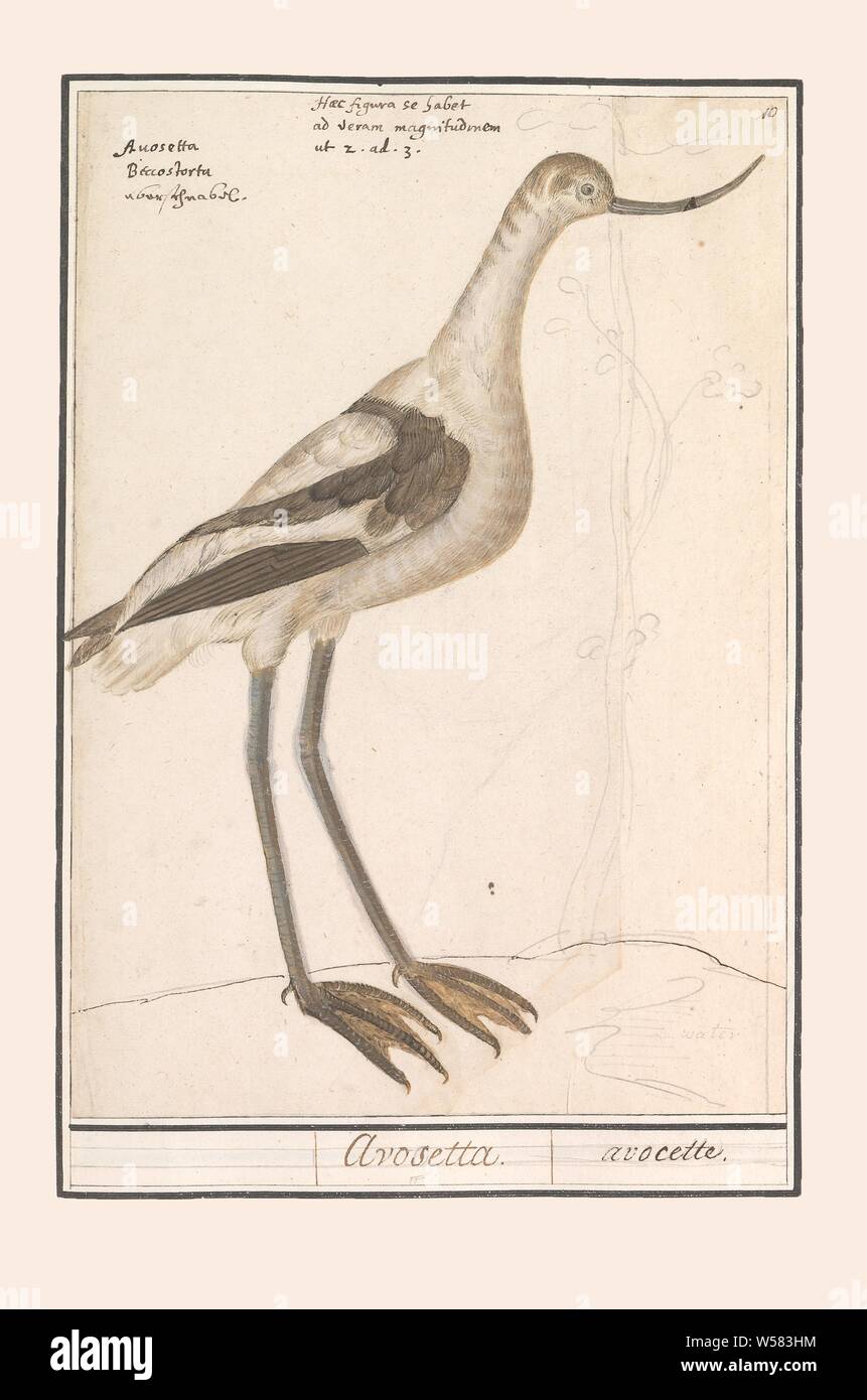 Kluut, Recurvirostra avosetta, Anselmus Boetius De Boodt, 1596 - 1610, carta Acquerello (vernice), deck paint, matita, gesso, inchiostro e penna, h 295 mm × W 207 mm Foto Stock