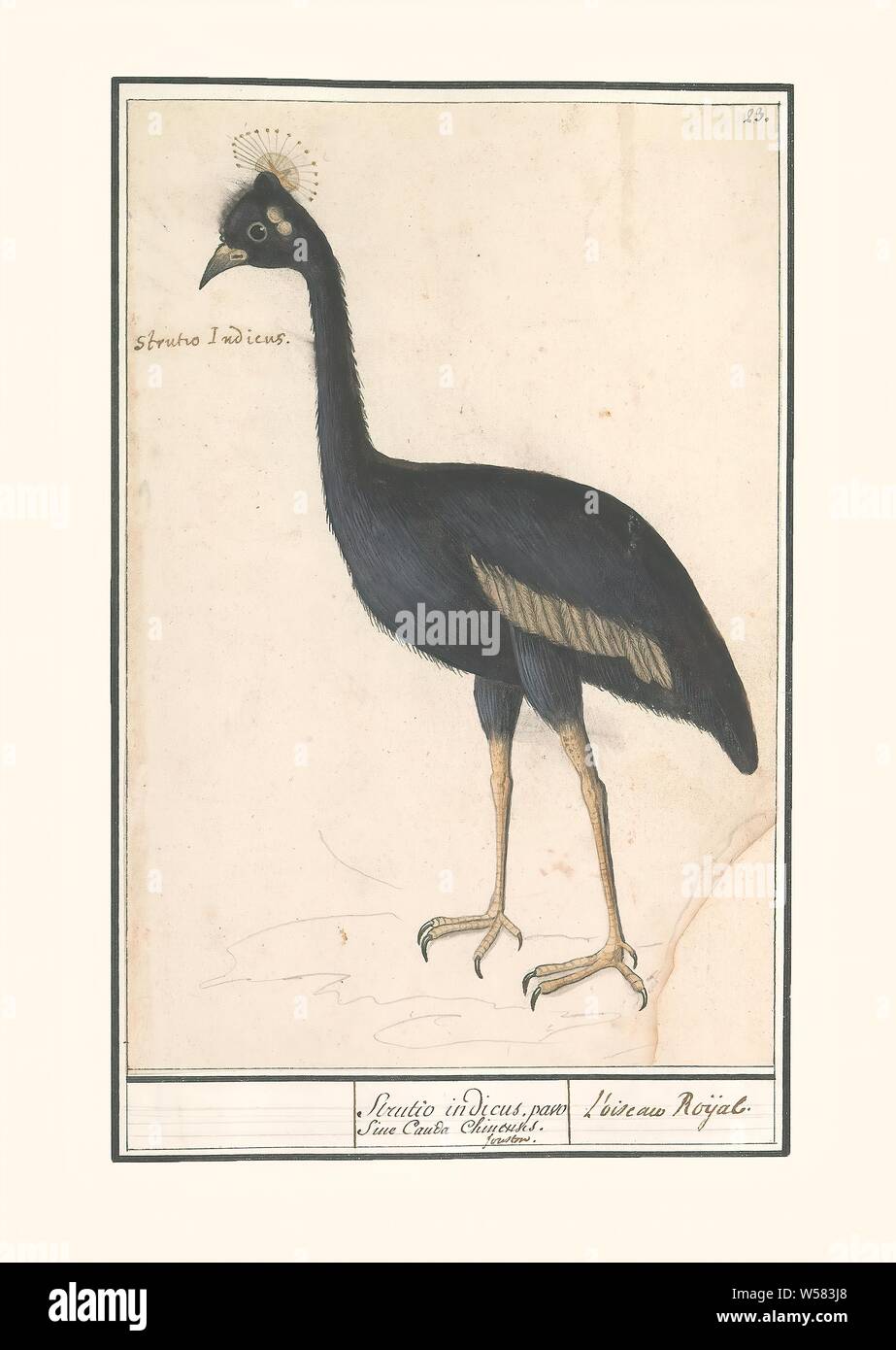 Nero Crowned Crane (Balearica pavonina), Strutio indicus, pavo / L'Oiseau Roijal (titolo in oggetto), nero crowned crane bird. Numerate in alto a destra: 23. Lasciato il nome latino. Parte del terzo album con disegni di uccelli. Quinta di dodici album con disegni di animali, uccelli e piante conosciute intorno al 1600, commissionato dall'imperatore Rudolf II. Con spiegazione in olandese, il latino e il francese, Anselmus Boetius De Boodt, 1596 - 1610, carta Acquerello (vernice), deck paint, matita, gesso, inchiostro e penna, h 262 mm × W 176 mm Foto Stock