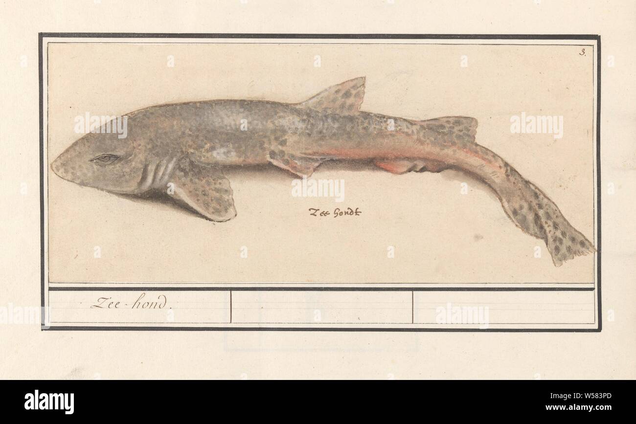 Gattuccio (Scyliorhinus canicula), mare cane (titolo in oggetto), Palombo. Numerate in alto a destra: 3. In fondo il nome olandese. Parte del sesto album con disegni di pesce, conchiglie e insetti. Sesto di dodici album con disegni di animali, uccelli e piante conosciute intorno al 1600, commissionato dall'imperatore Rudolf II. Con spiegazioni in olandese, il latino e il francese, Anselmus Boetius De Boodt, 1596 - 1610, carta, matita, gesso, acquerello (vernice), deck vernice, penna, h 137 mm × W 311 mm Foto Stock