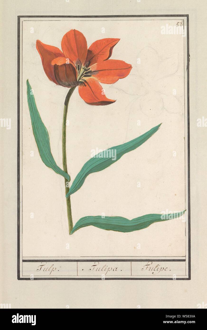 Tulip (Tulipa), Tulp. / Tulipa. / Tulipe. (Titolo in oggetto), Orange Tulip. Numerate in alto a destra: 58. Parte del primo album con disegni di fiori e piante. Ottavo di dodici album con disegni di animali, uccelli e piante conosciute intorno al 1600, commissionato dall'imperatore Rudolf II. Con spiegazioni in olandese, il latino e il francese, fiori: tulip, Anselmus Boetius De Boodt, 1596 - 1610, carta Acquerello (vernice), deck vernice, gesso, spazzola, h 260 mm × W 179 mm Foto Stock