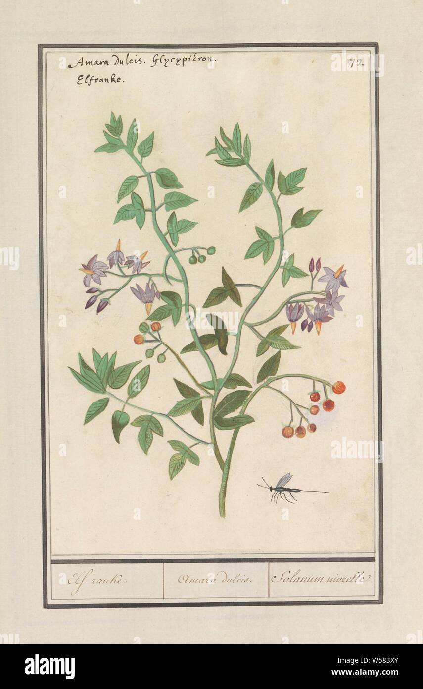 Agrodolce (Solanum dulcamara), undici sottili. / Amara dulcis. / Solanum niorelle (titolo in oggetto), amaro, undici-rank o arrampicata nightshade. Con una zanzariera o volare. Numerate in alto a destra: 72. In alto a sinistra il latino e il nome olandese. Parte del primo album con disegni di fiori e piante. Ottavo di dodici album con disegni di animali, uccelli e piante conosciute intorno al 1600, commissionato dall'imperatore Rudolf II. Con spiegazioni in olandese, il latino e il francese, insetti, Anselmus Boetius De Boodt, 1596 - 1610, carta Acquerello (vernice), deck paint, gesso, inchiostro e penna, h 263 mm × W 170 mm Foto Stock