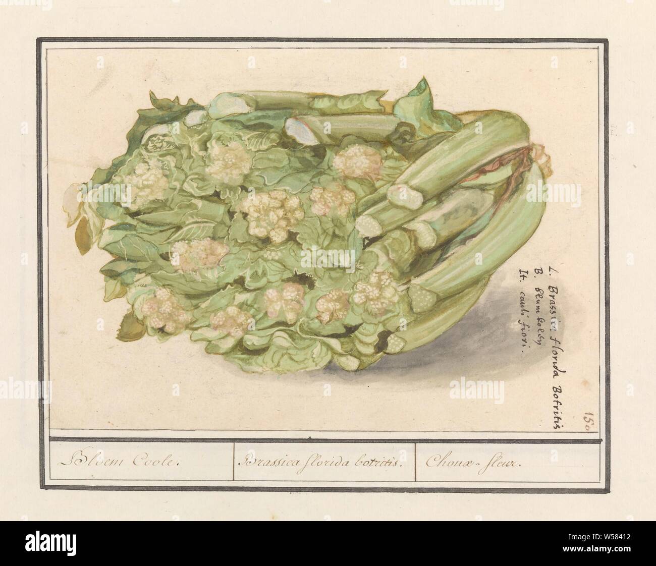 Il cavolfiore (Brassica oleracea convar. Botrytis var. Botrytis) fiore Coole. / Brassica florida botritis. / Choux-fleur (titolo in oggetto), cavolfiore. Numerate in alto a destra: 150. Con il cavolo il nome in tre lingue. Parte del secondo album con disegni di fiori e piante. Nono di dodici album con disegni di animali, uccelli e piante conosciute intorno al 1600, commissionato dall'imperatore Rudolf II. Con spiegazione in olandese, latino e Francese., piante ed erbe (con il nome), Anselmus Boetius De Boodt, 1596 - 1610, carta Acquerello (vernice), deck vernici, inchiostro, gesso, penna, h 164 mm × W 237 mm Foto Stock