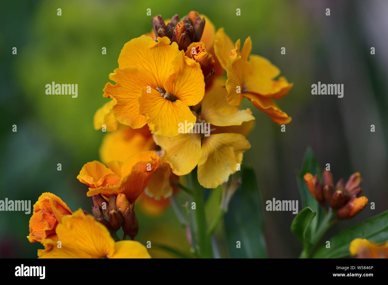 Close up erysimum giallo (violaciocca) fiori in fiore Foto Stock