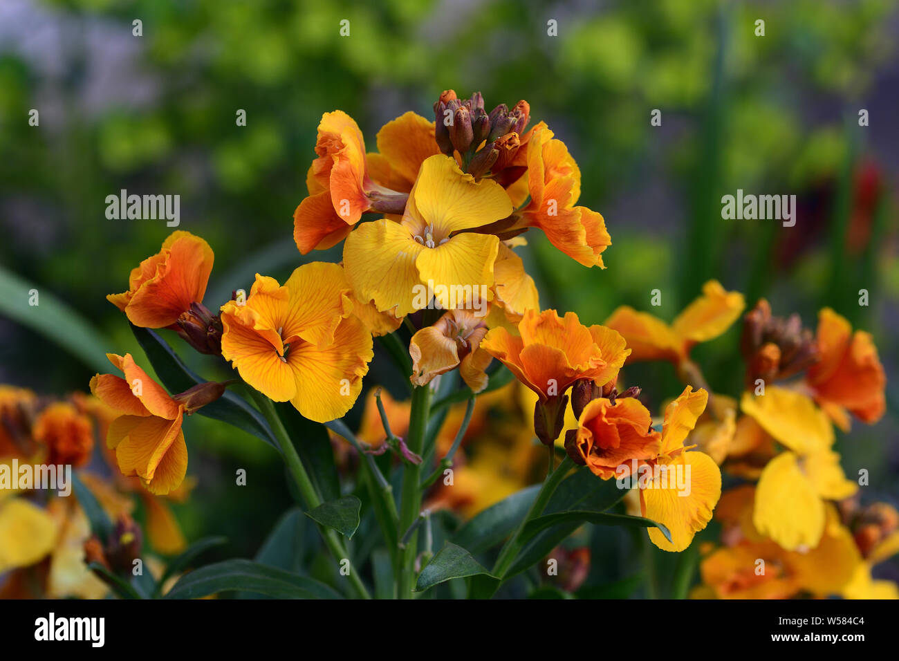 Close up erysimum giallo (violaciocca) fiori in fiore Foto Stock
