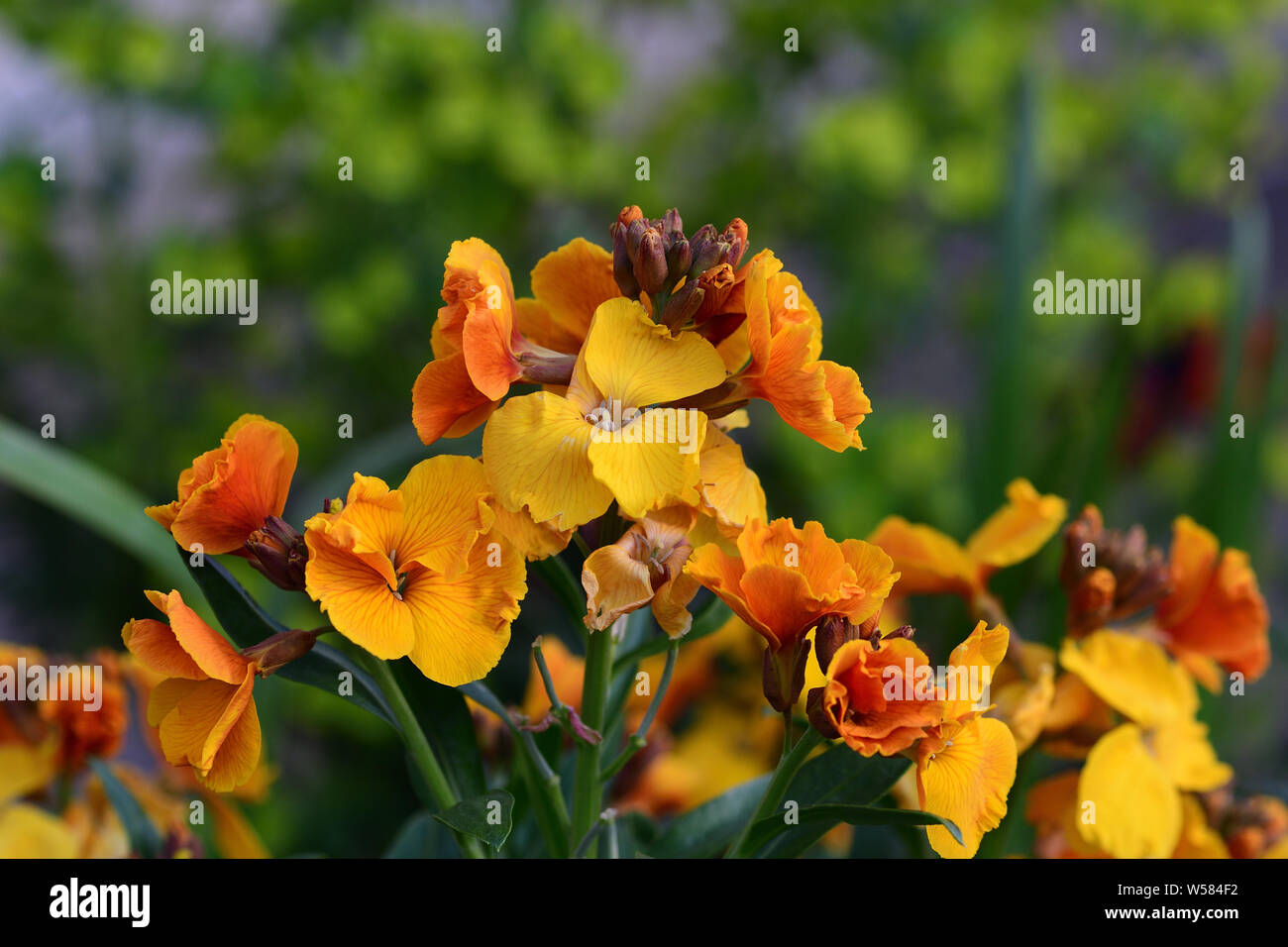 Close up erysimum giallo (violaciocca) fiori in fiore Foto Stock
