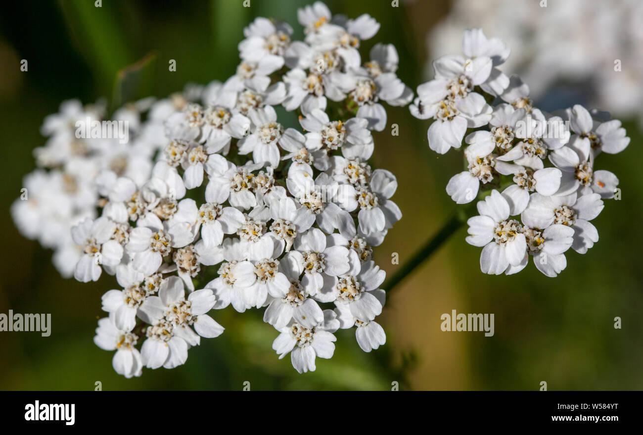 Yarrow comune (Achillea millefolium) Foto Stock