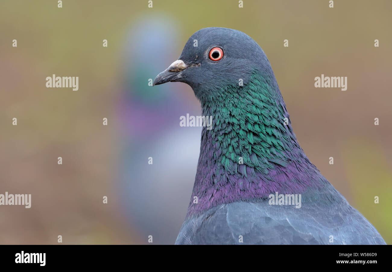 Adulto colomba di roccia molto vicino bird ritratto con il viso e gli occhi in alta definizione Foto Stock