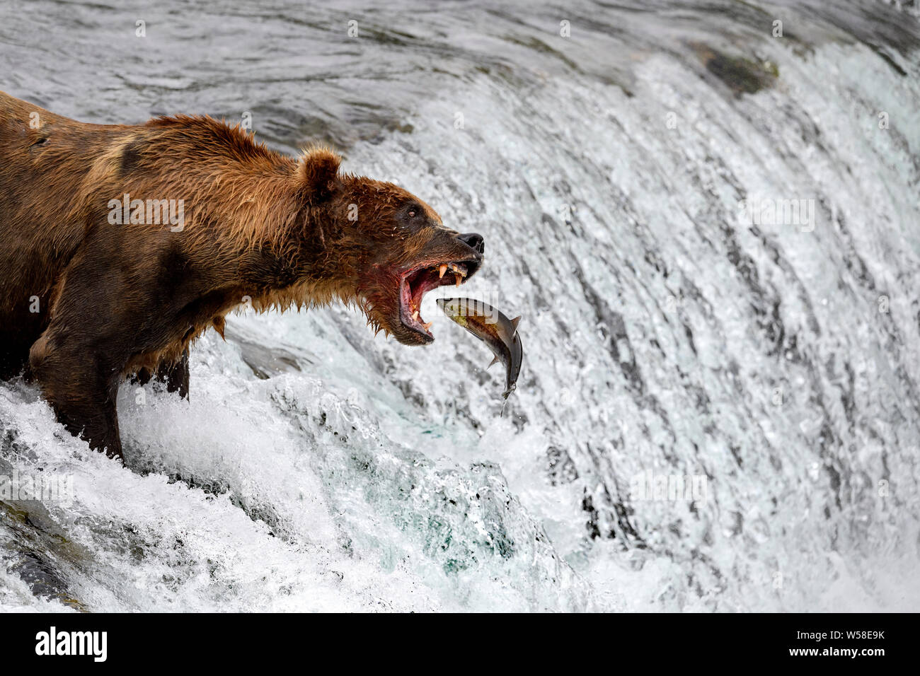 La pesca di orso, Brooks Falls, Katmai, Alaska Foto Stock