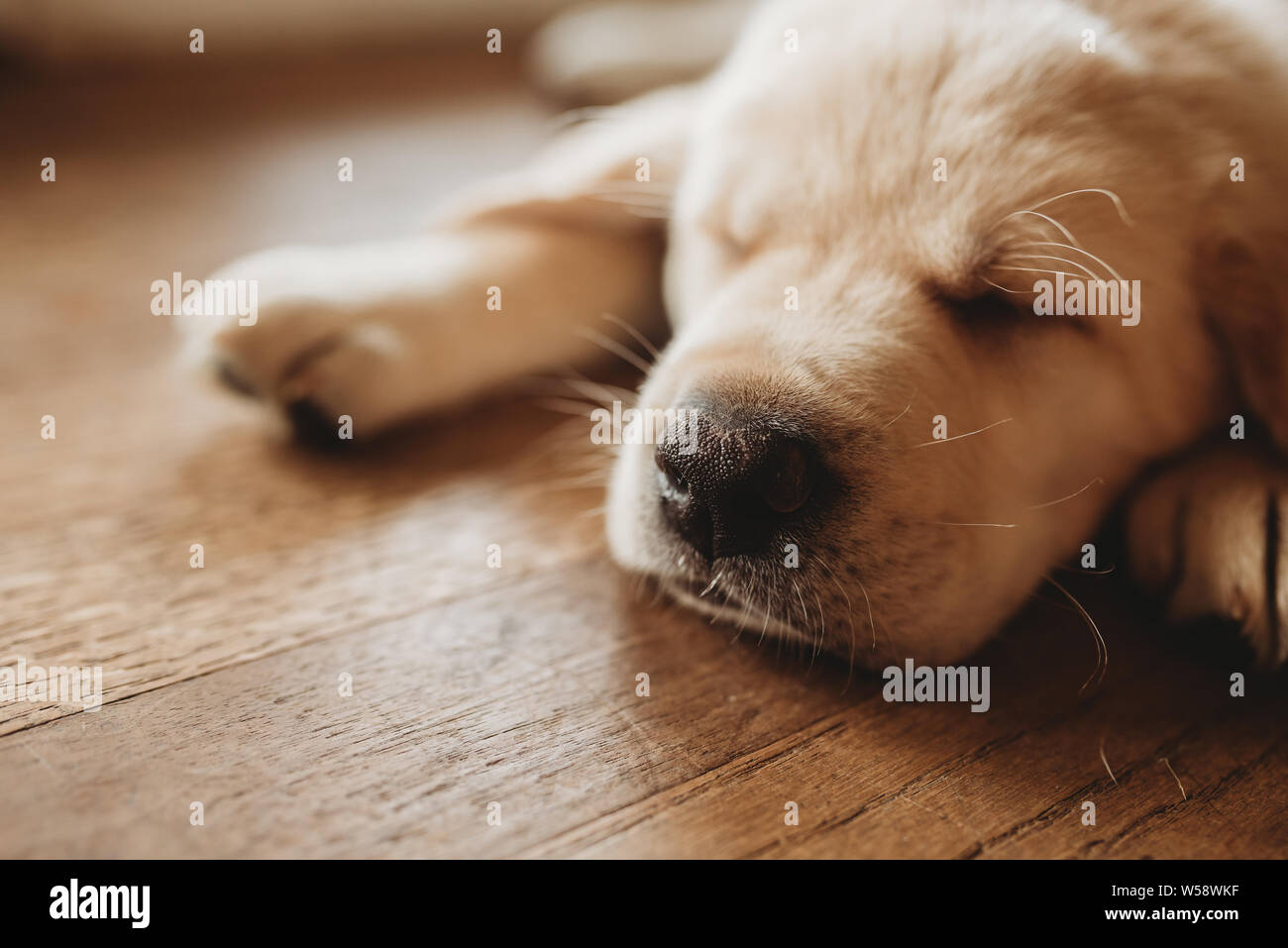 Giallo Labrador lab cucciolo addormentato con graziosi naso Foto Stock