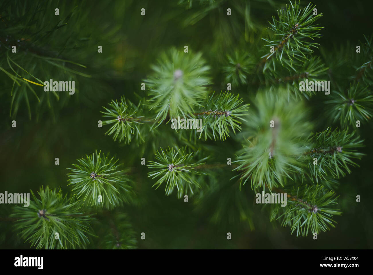Una sana verdi alberi in una foresta di vecchi abete rosso pino close-up Foto Stock