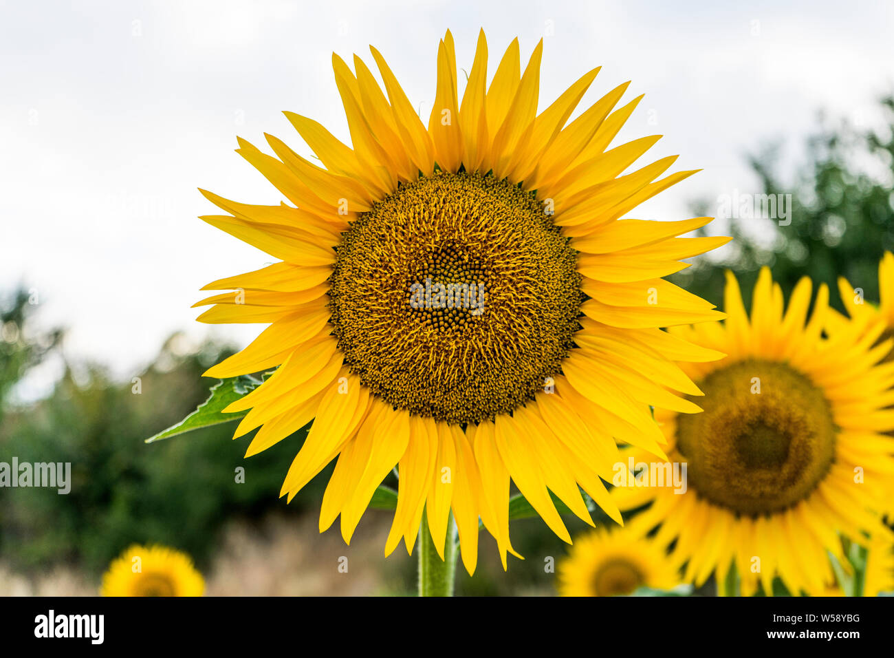 Grande girasole cercando il sun. Foto Stock