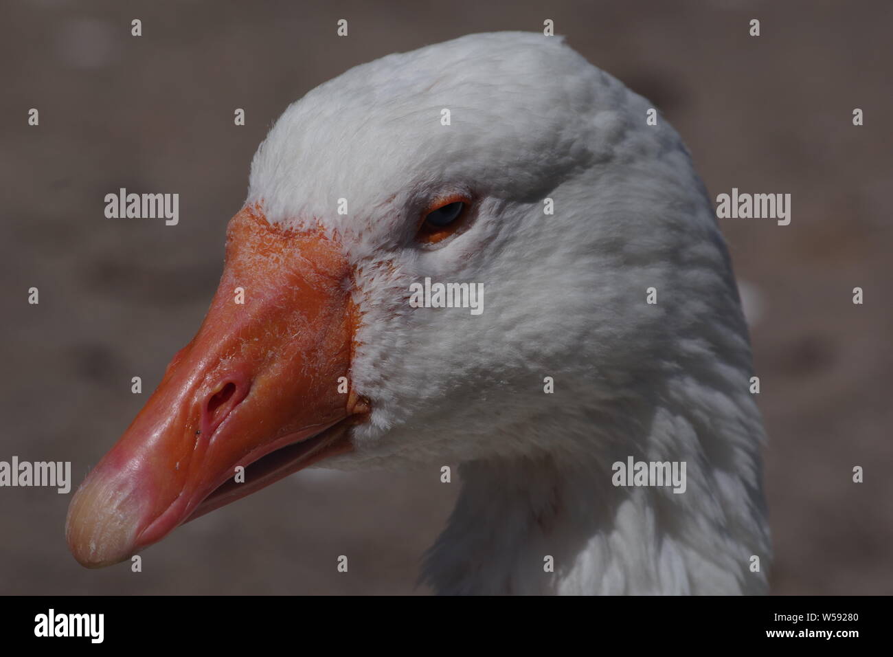 Bianco oca domestica. Exeter Quay, Devon, Regno Unito. Foto Stock