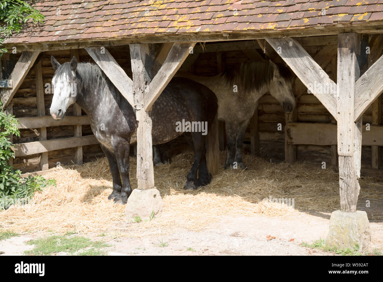 Cavalli da lavoro, Sussex Downs, Inghilterra Foto Stock