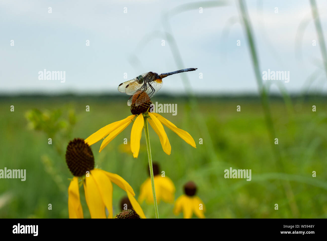 dragonfly riposante sui fiori di mare al rifugio dixon waterfowl, illinois. Foto Stock