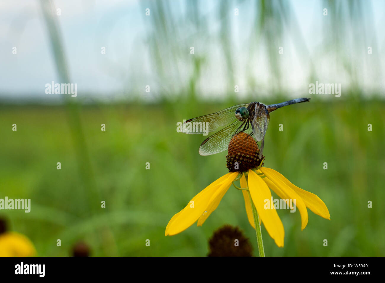 dragonfly riposante sui fiori di mare al rifugio dixon waterfowl, illinois. Foto Stock