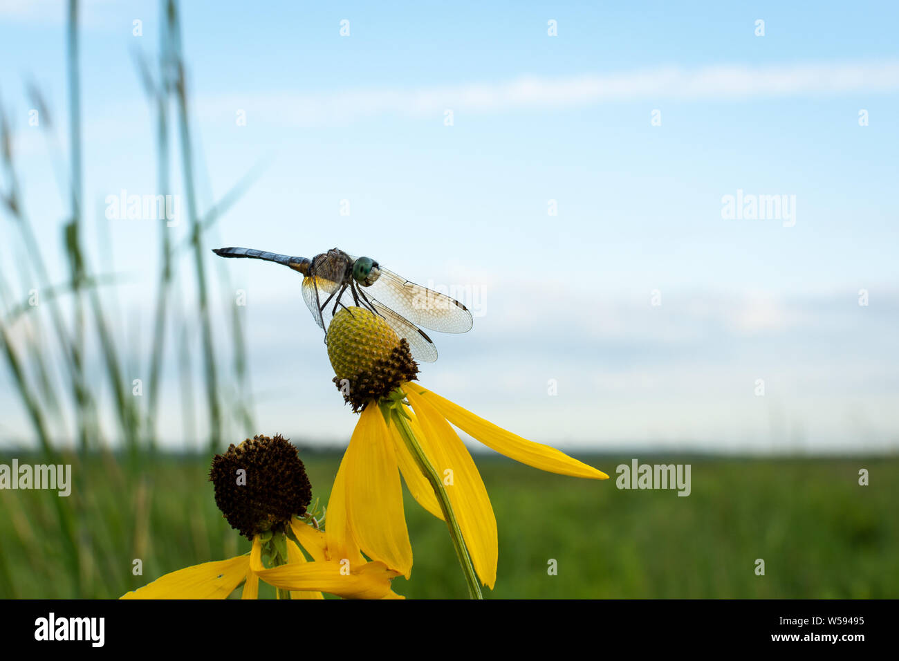 dragonfly riposante sui fiori di mare al rifugio dixon waterfowl, illinois. Foto Stock