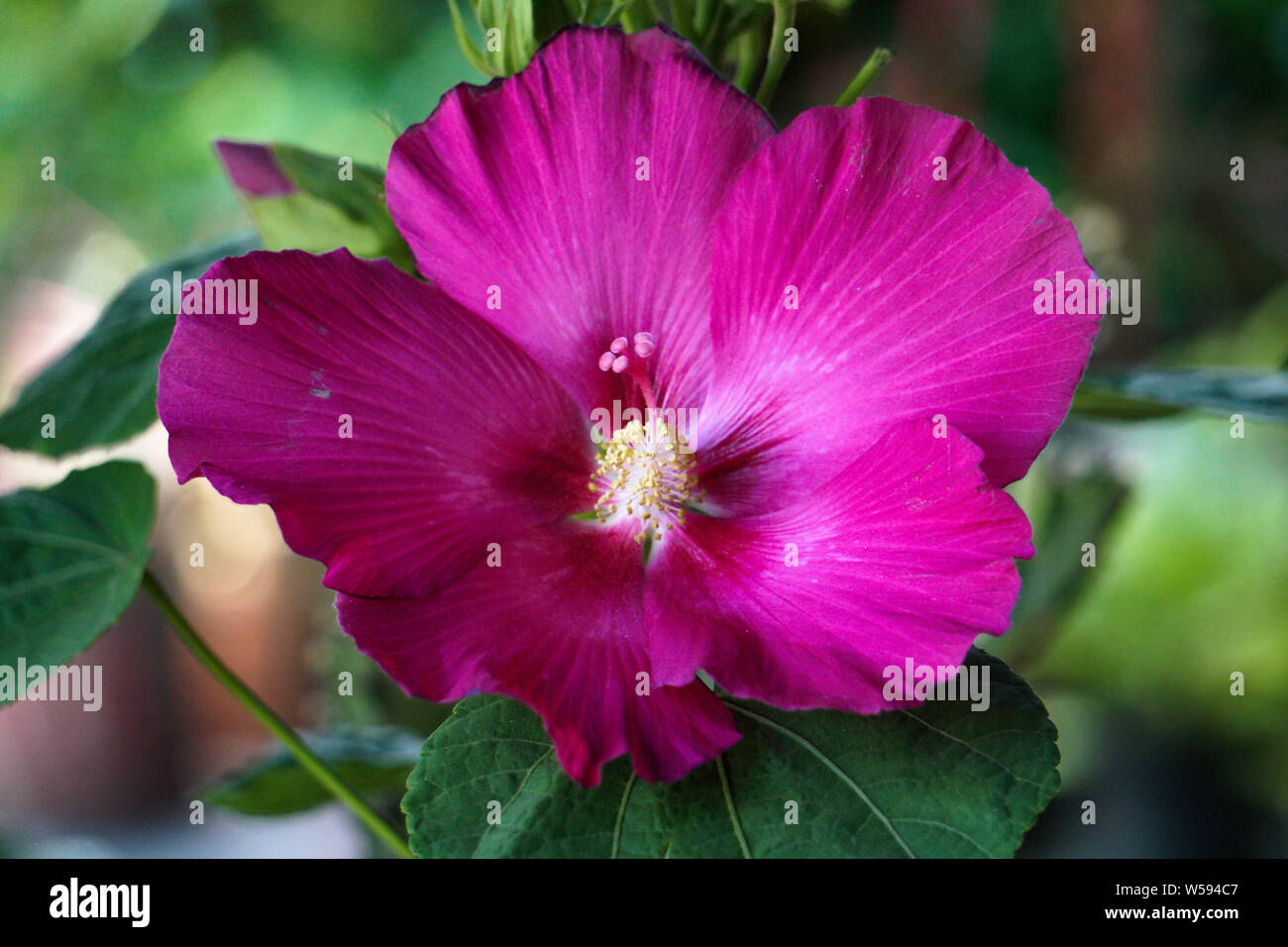 Big closeup deep pink Hibiscus flower immagine HD sul giardino Foto Stock